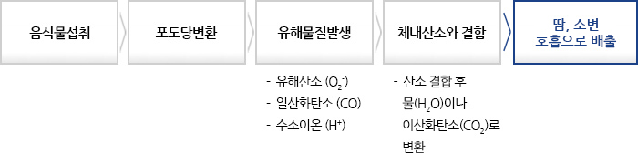 신진대사 과정